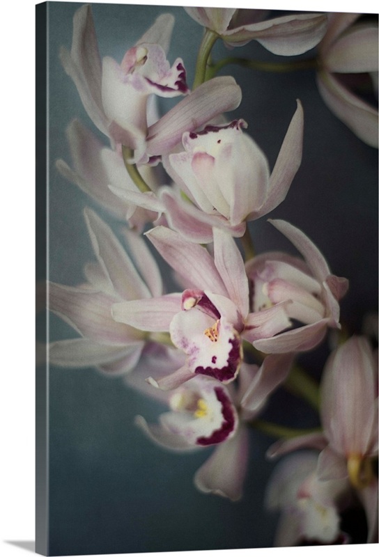 Dark Orchid I | Great Big Canvas