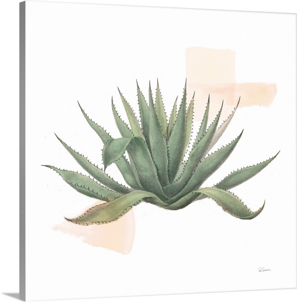 Desert Color Succulent I