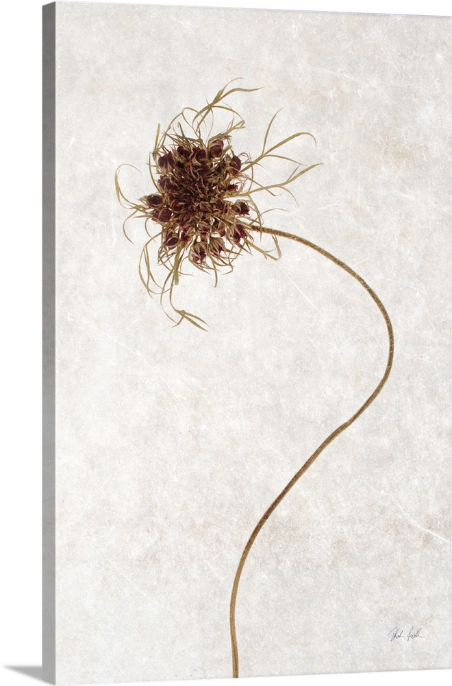Dried Flower I