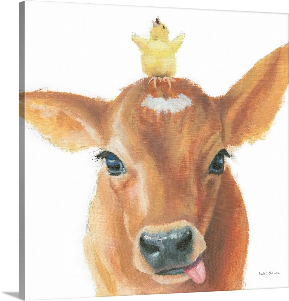 A delightful image of a baby chick on the head of a calf on a white background.