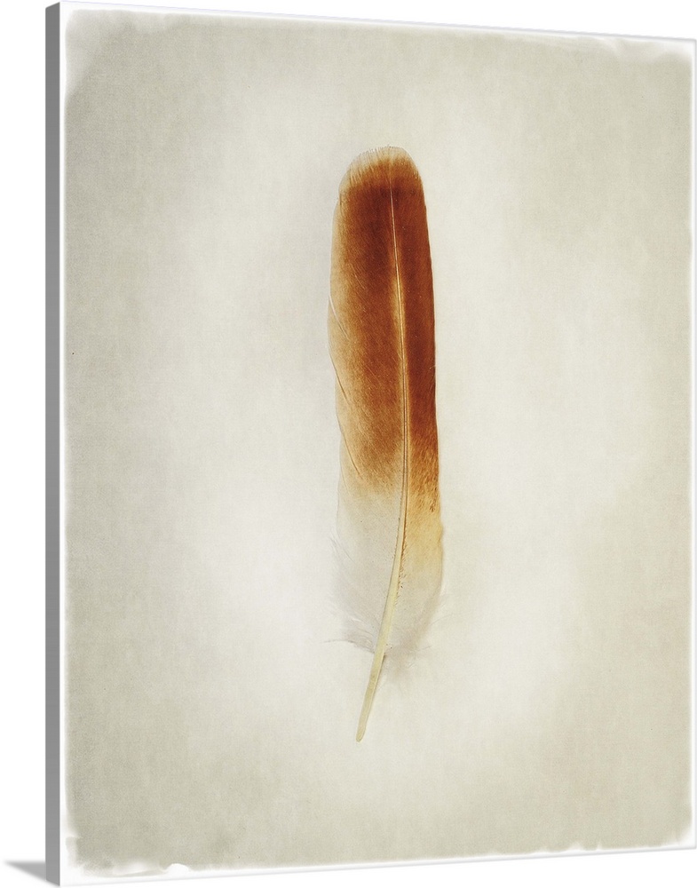 A faded photograph of a bird feather in the center of the frame.