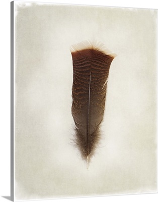 Feather III
