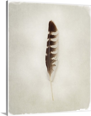 Feather IV