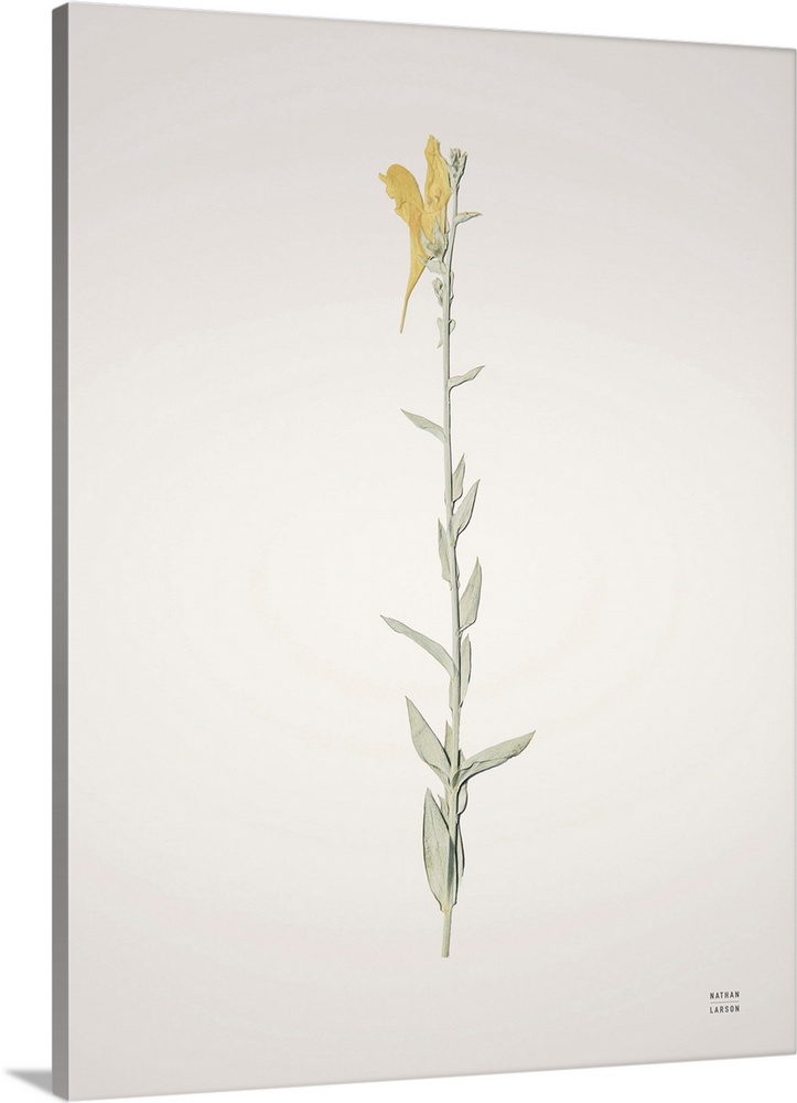 Field Journal Entry VIII Color