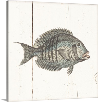 Fish Sketches I Shiplap