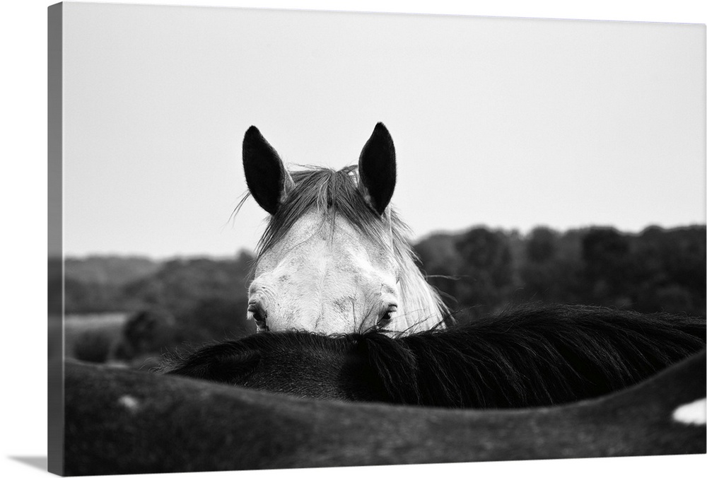 Photograph of a coy horse looking at the camera from behind another horse.