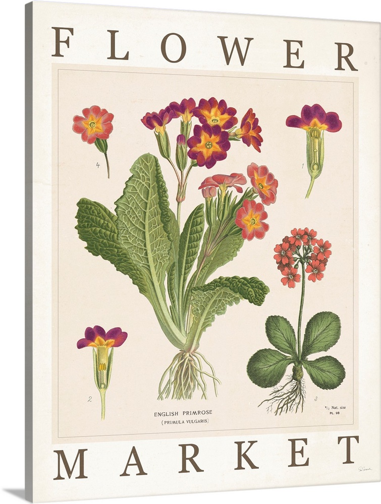 Flower Market Chart II