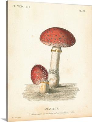 French Mushrooms III