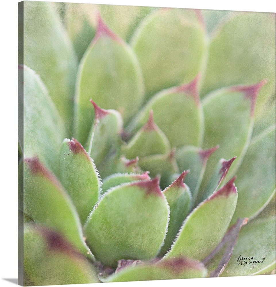 Close-up square photograph of a green succulent plant with deep red tips.