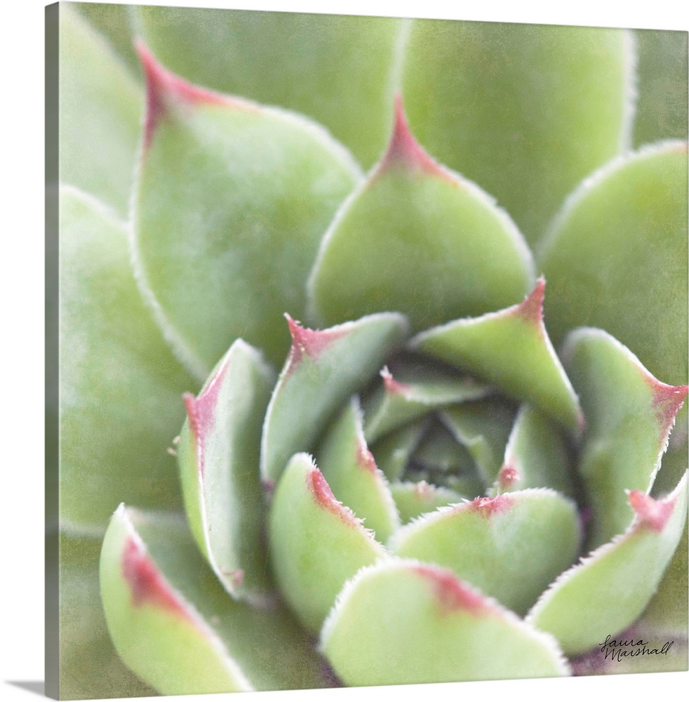 Close-up square photograph of a green succulent plant with deep red tips.