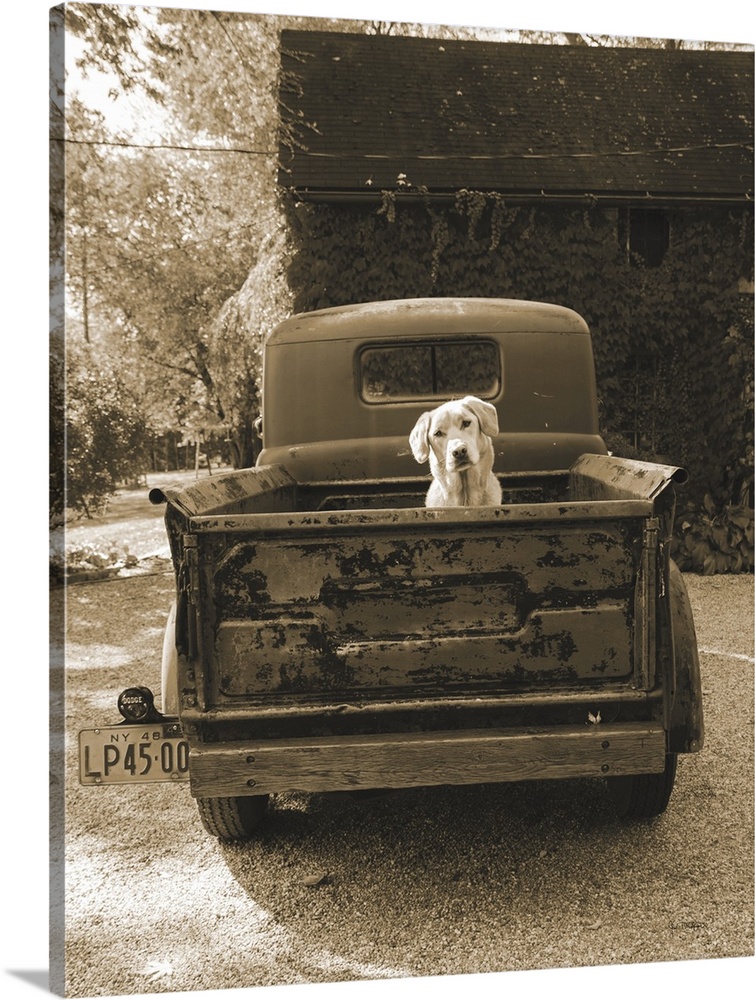 A sepia toned photograph of a dog sitting in the back of a vintage truck at a farm.