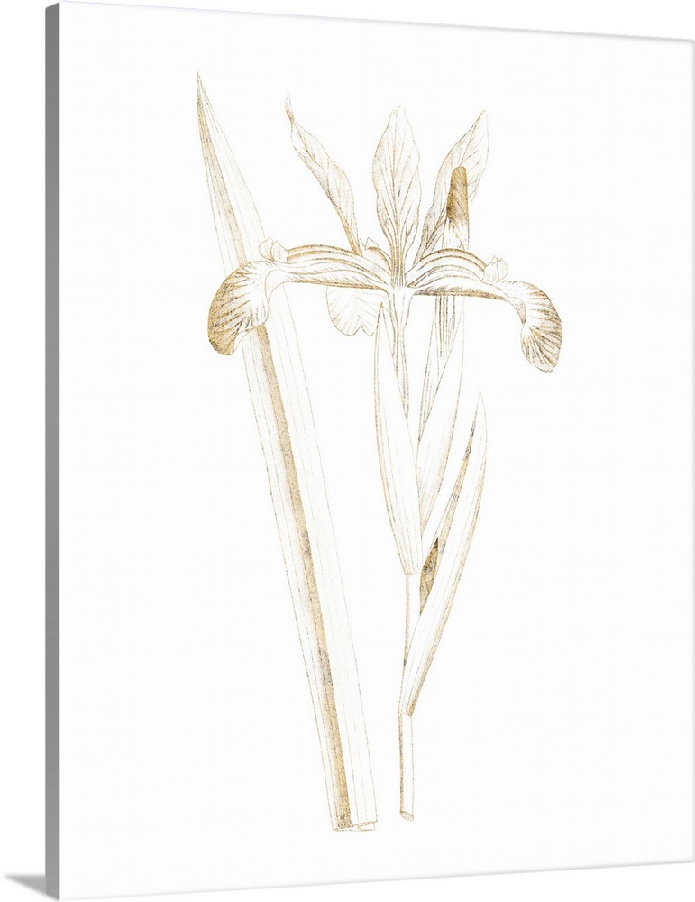 Gold illustration of an iris on a solid white background.