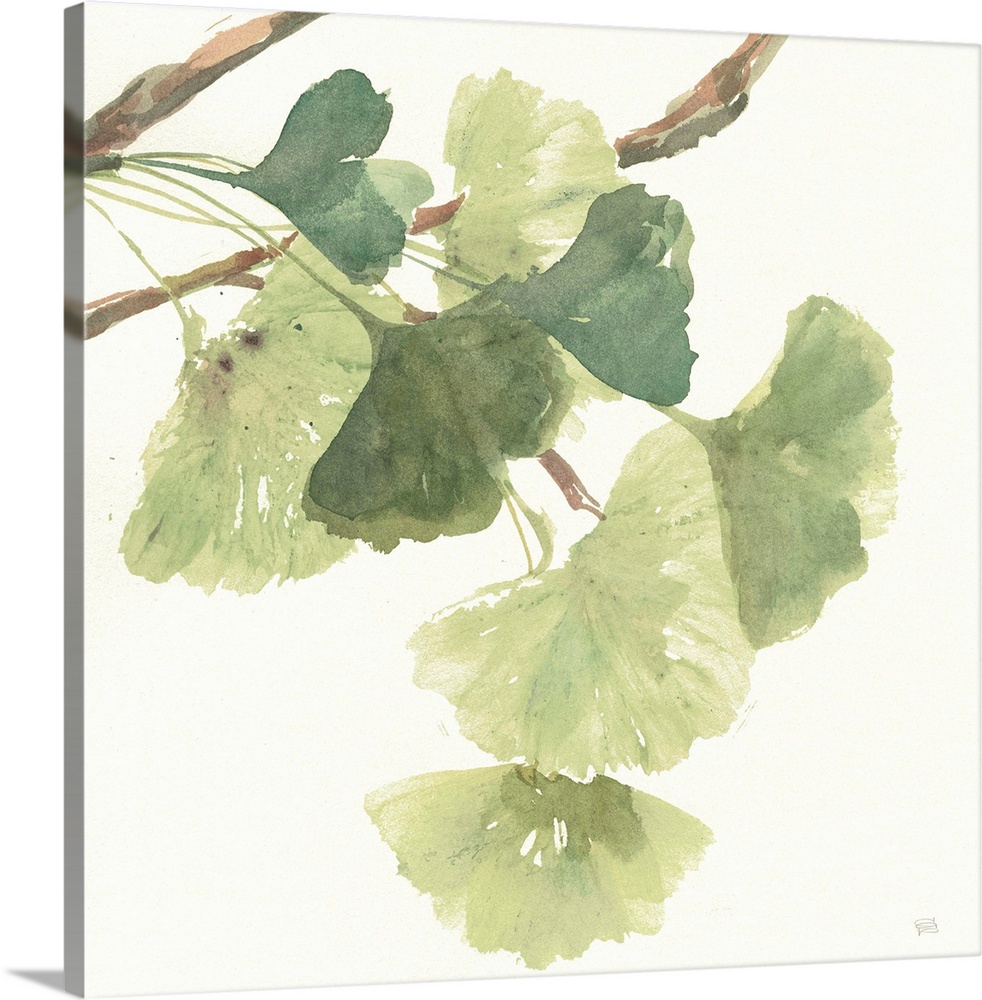 Square watercolor painting of a branch with ginkgo leaves in shades of green on a white background.