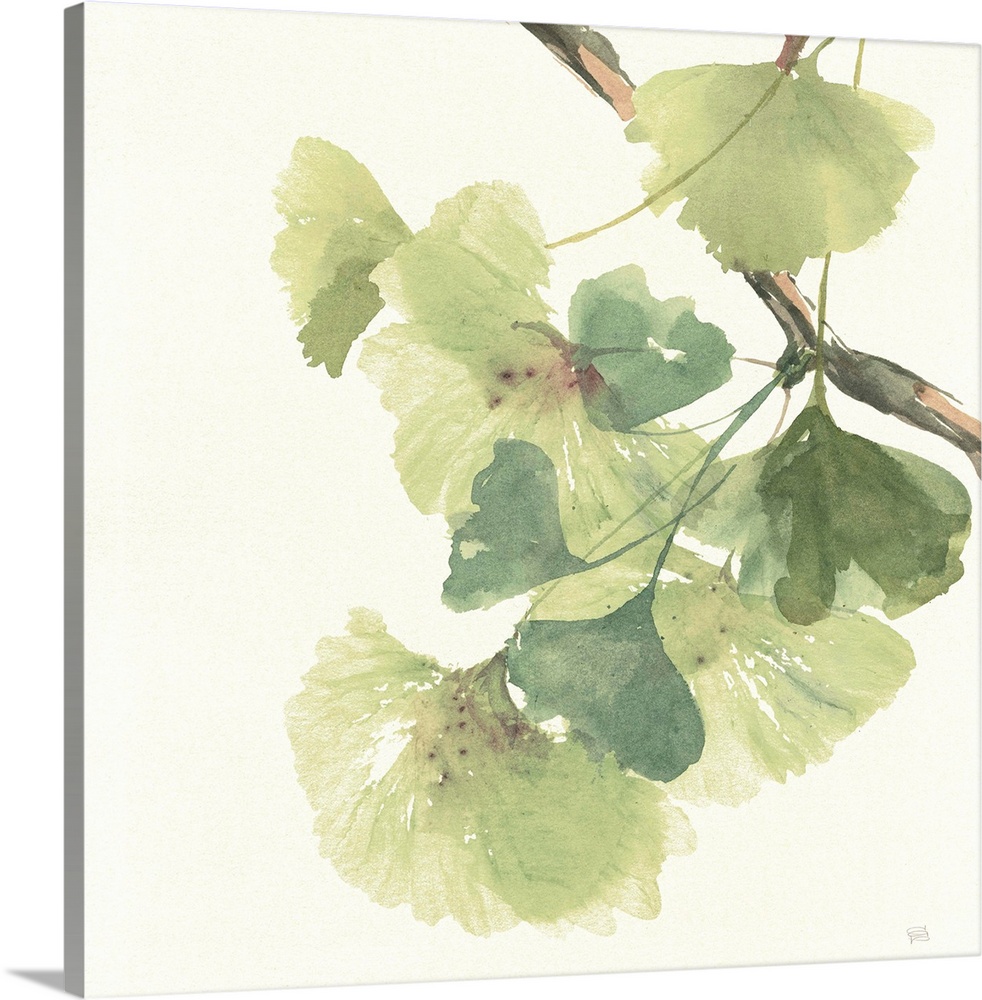 Square watercolor painting of a branch with ginkgo leaves in shades of green on a white background.