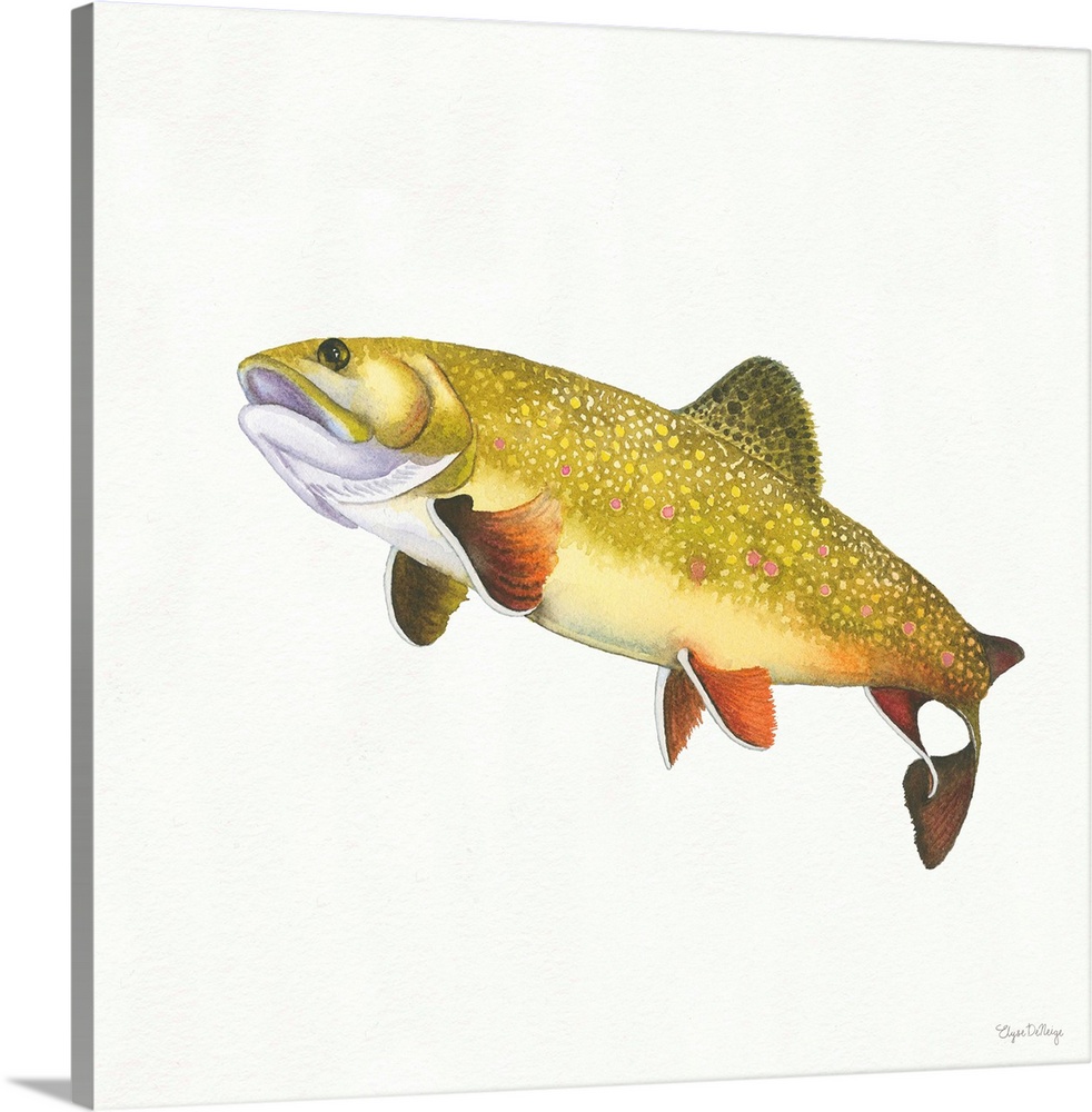 Square watercolor painting of a Brook Trout on a solid white background.
