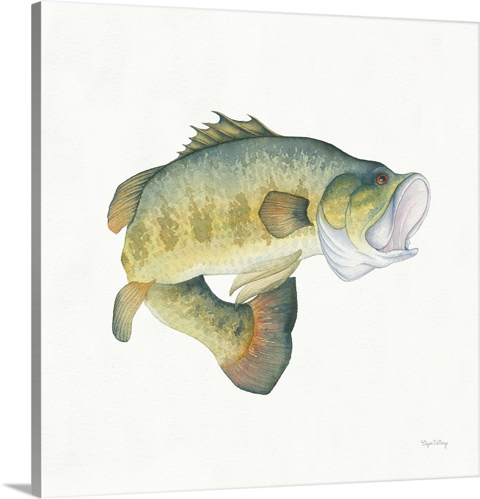 Square watercolor painting of a large mouth bass on a solid white background.