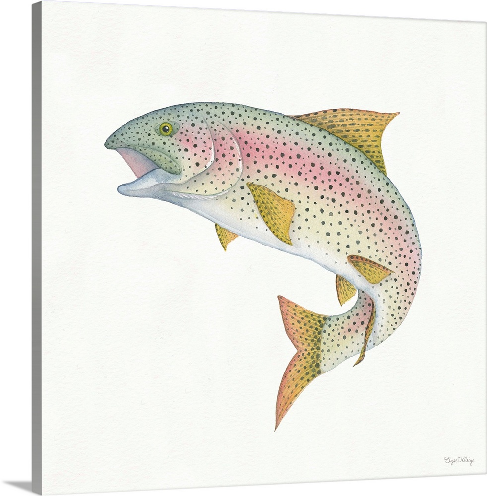 Square watercolor painting of a rainbow trout on a solid white background.
