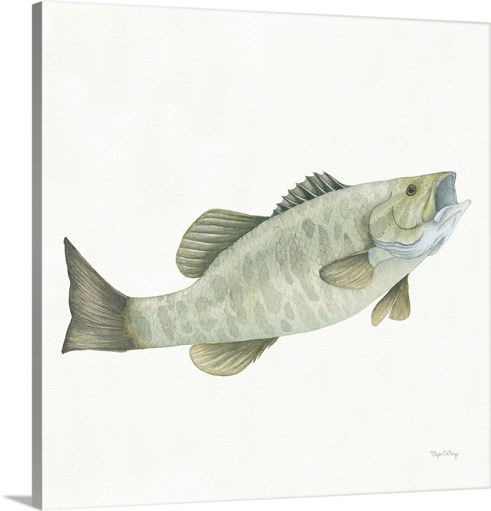 Square watercolor painting of a small mouth bass on a solid white background.