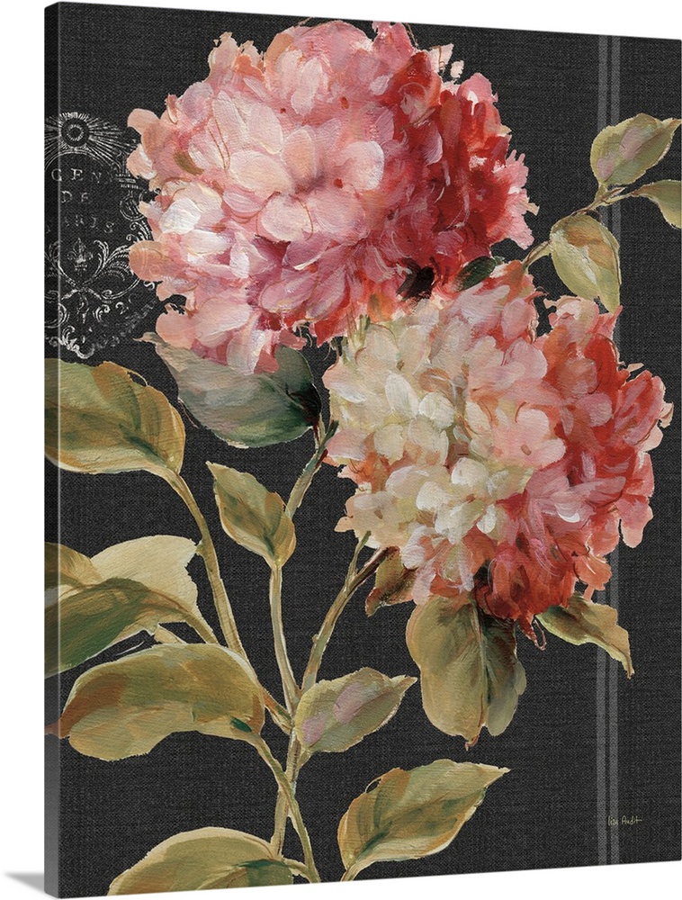 Large painted pink hydrangea on a black background with a white design.
