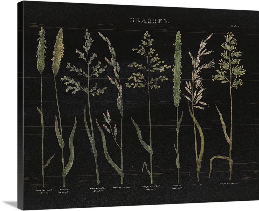 Herbal Botanical VII Black Wood