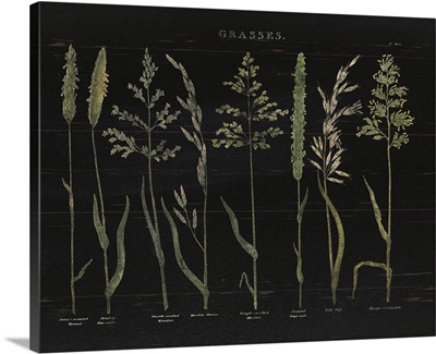 Herbal Botanical VII Black Wood