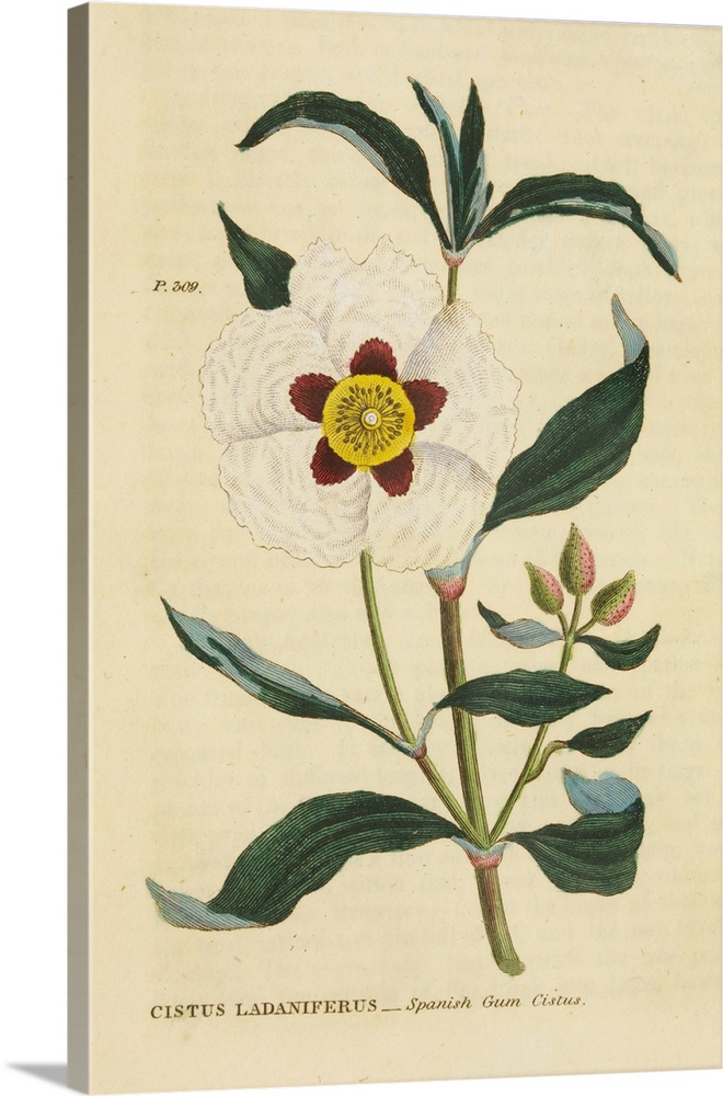 Herbal Botanical XXVII