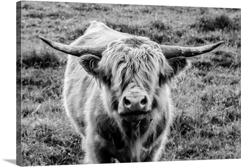 Highland Cow Staring Contest