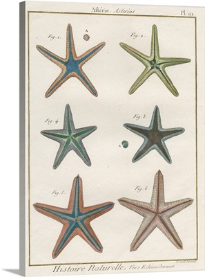 Histoire Naturelle Starfish I