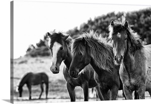 Horses Three image thumbnail