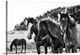 image thumbnail of Horses Three