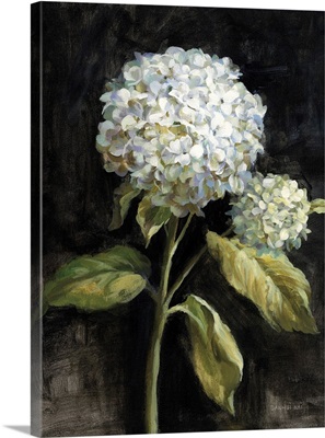 Hydrangea on Black