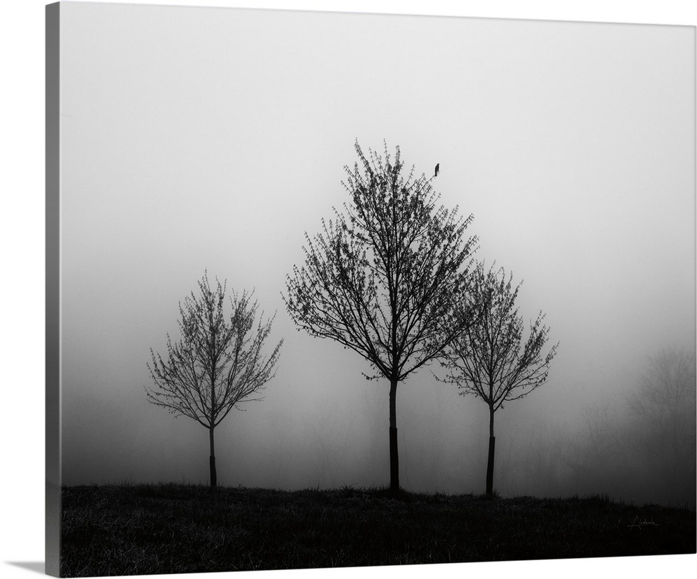Photograph of three trees standing in front of a vast area of fog.