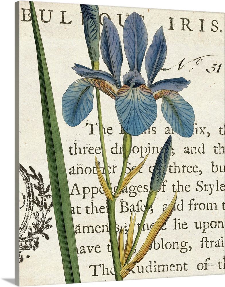 Vintage stylized illustration of a blue iris against a cream background with text.