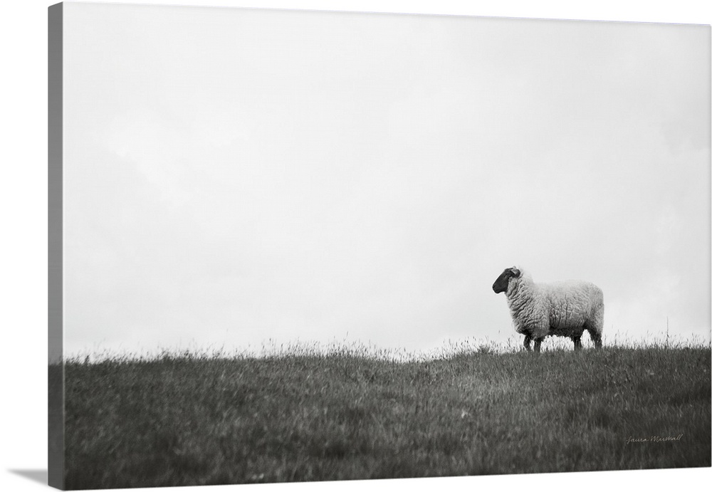 Islay Sheep II