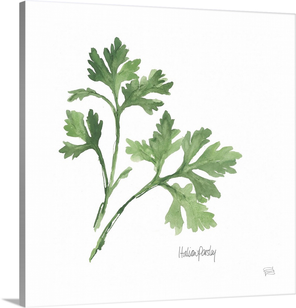 Simple square watercolor painting of Italian Parsley with its title written at the bottom.
