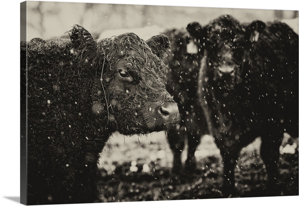 Black and white photograph of a group of cows during a snow fall.