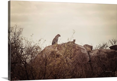 Leopard And Cub