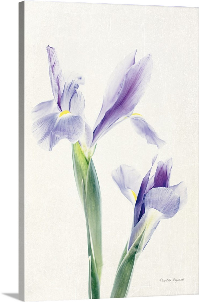 Photograph of purple irises in muted tones that fade into the white background.
