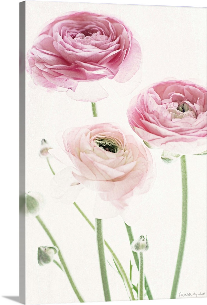 Photograph of pink lady roses in muted tones that fade into the white background.
