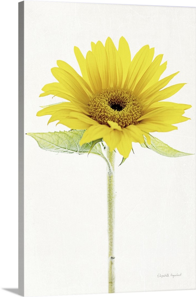 Photograph of a yellow sunflower in muted tones that fade into the white background.