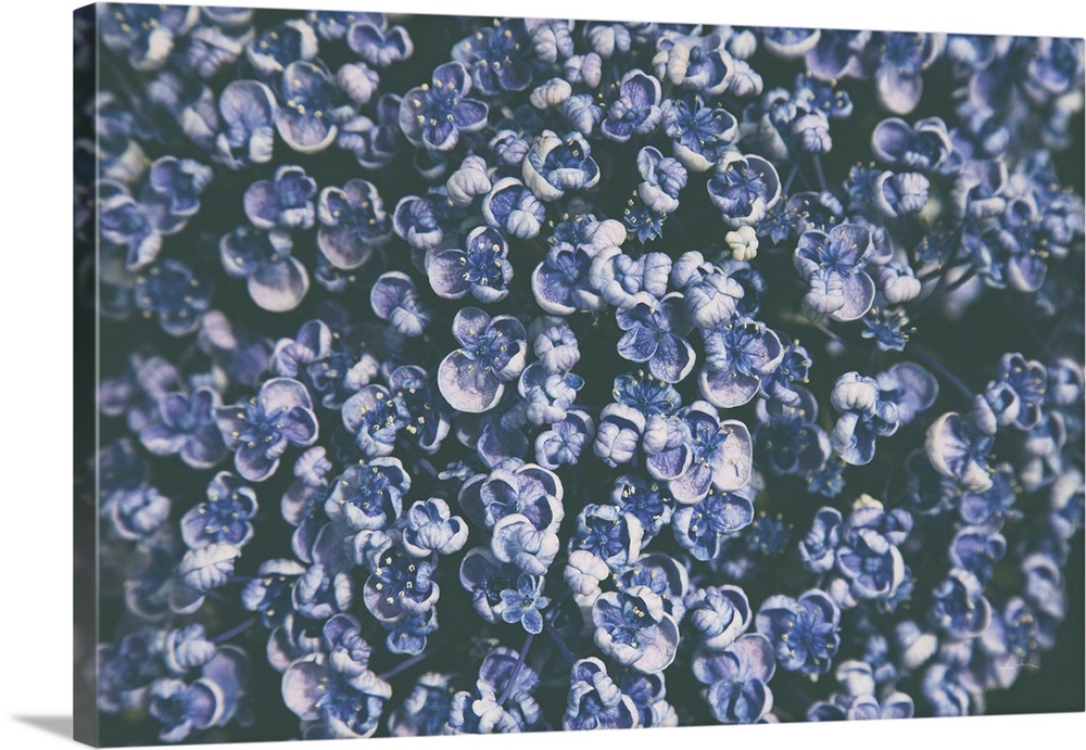 Lilac Closeup