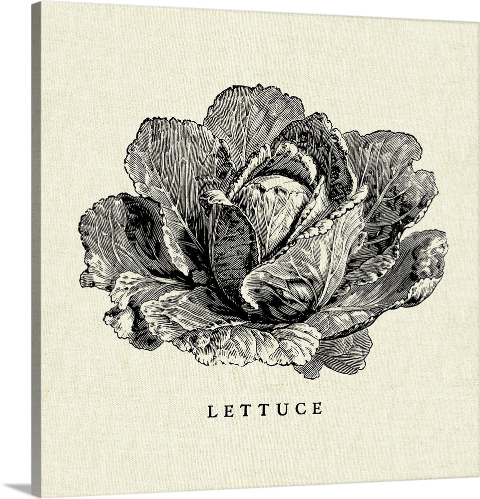 Black and white illustration of a head of lettuce on a rustic linen background.