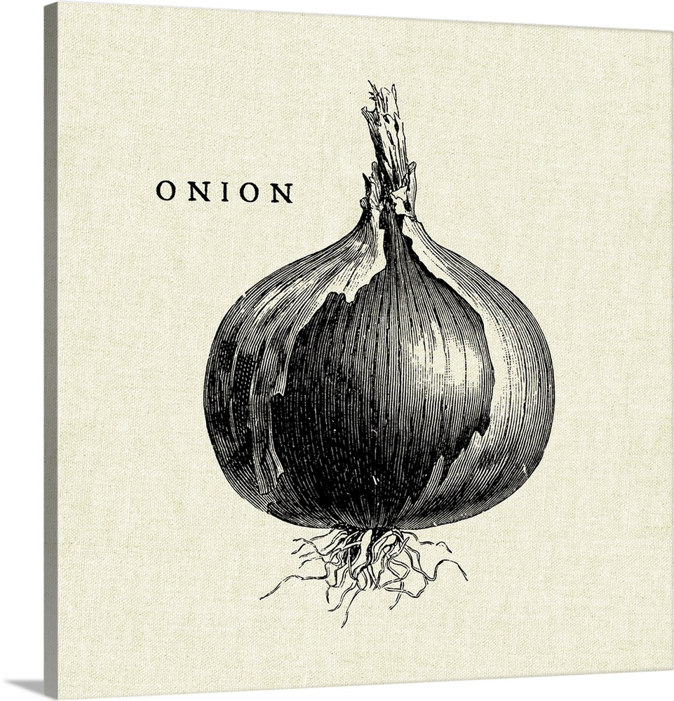 Black and white illustration of an onion on a rustic linen background.