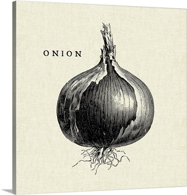 Linen Vegetable BW Sketch Onion