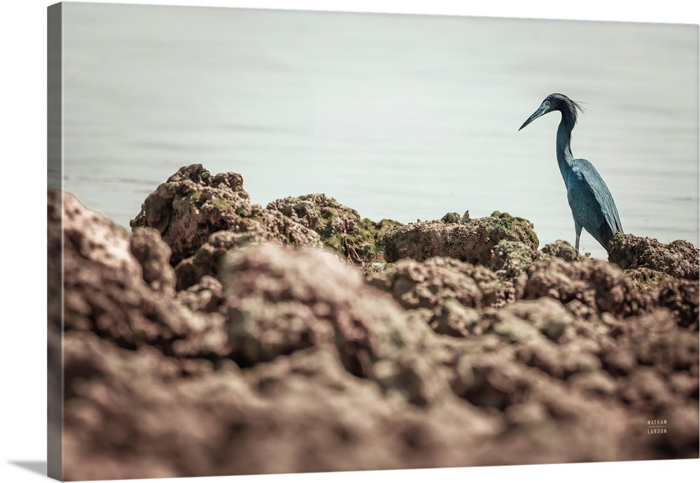Little Blue Heron Hunting