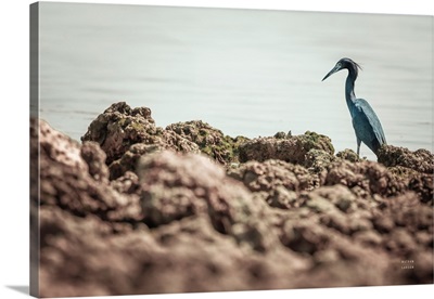 Little Blue Heron Hunting