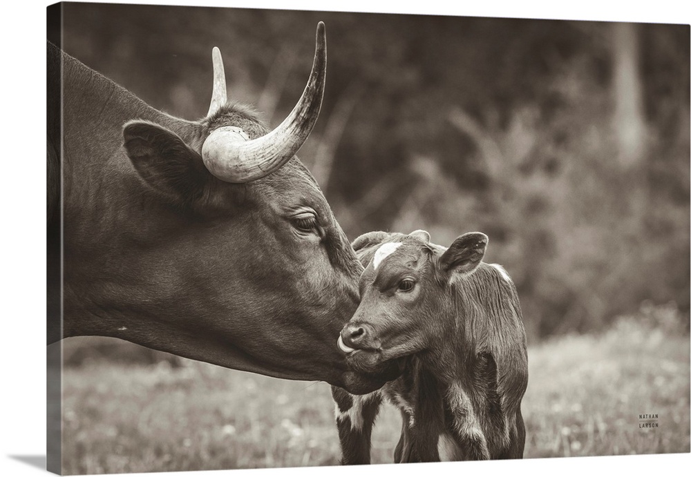 Longhorn Kiss Sepia