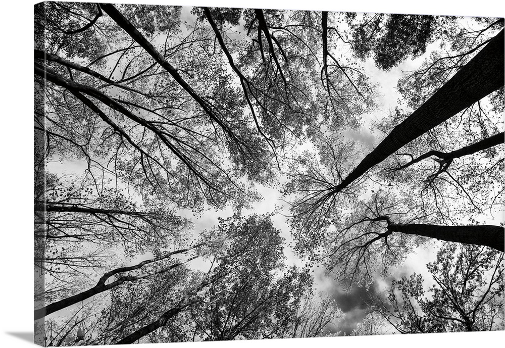 A black and white photograph of the view of a forest from below.