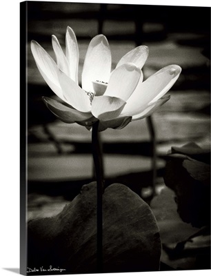 Lotus Flower VIII