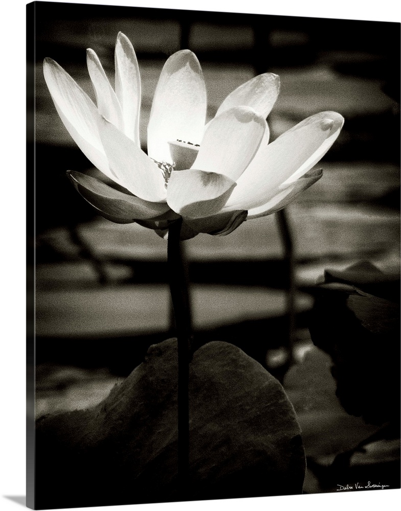 A black and white photograph of a white flower in a pond, surrounded by lily pads.